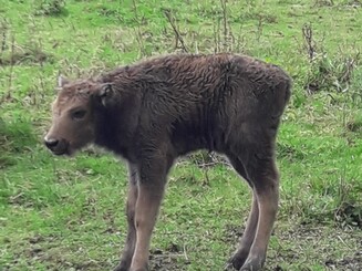 Wisentkalb steht auf grüner Wiese