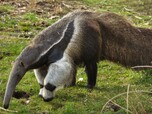 Großer Ameisenbär sucht nach Nahrung