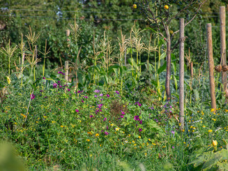 Blumen wachsen neben Gemüse und Bäumen auf Dynamischer Agroforstparzelle der Naturschutzorganisation Naturefund