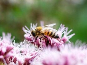Biene saugt den Nektar aus rosa Blüten 