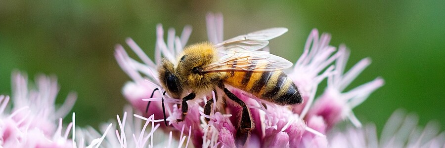 Biene saugt den Nektar aus rosa Blüten 