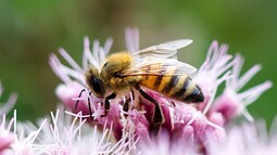 Biene saugt den Nektar aus rosa Blüten 