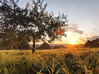 Streuobstwiese bei Sonnenaufgang