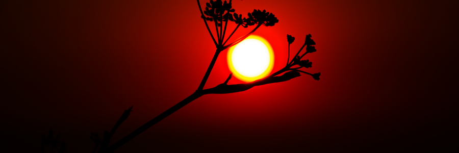 Sonne scheint hinter einer Blume