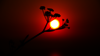 Sonne scheint hinter einer Blume