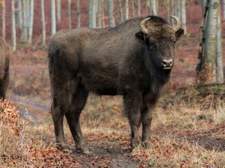 Wisentkalb steht im Wald und schaut in die Kamera