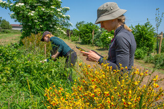 Mitarbeiterinnen des Naturefund-Teams auf einem Dynamischen Agroforstfeld in Wiesbaden.