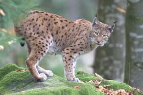 Wachsamer Luchs
