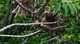 Faultier sitzt auf einem Ast mittem im Regenwald