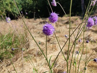 Blüten auf der Streuobstwiese