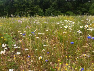 Blumenwiese