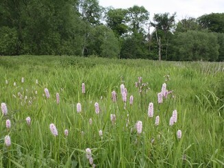 Wiese an der Bachaue