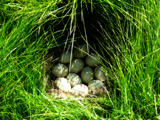 Viele weiße Eier liegen in einem Nest im hohen Gras