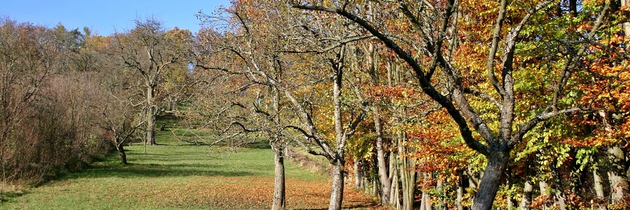 Streuobstwiese im Herbst