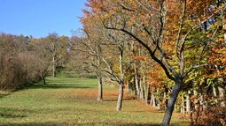 Streuobstwiese im Herbst