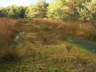 Verlandung von Moorflächen durch Torfmosse im Hamberger Moor