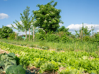 Verschiedene Gemüsereihe auf dem Feld
