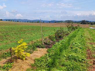 Dynamische Agroforst Reihe auf einem Acker circa ein halbes Jahr nach der Bepflanzung mit dichter Vegetation und angewachsenen Bäumen
