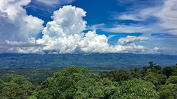 Regenwald in Costa Rica