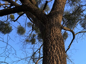 Aktionsplakat gegen Misteln hängt an Baum