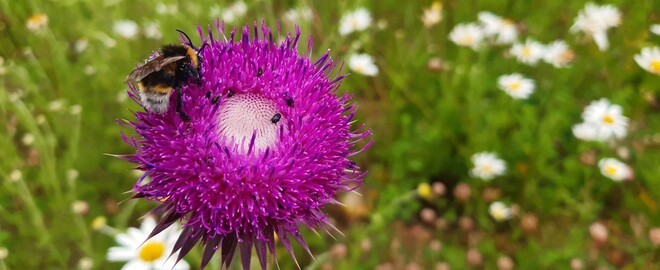 Hummel auf einer pinken Blüte