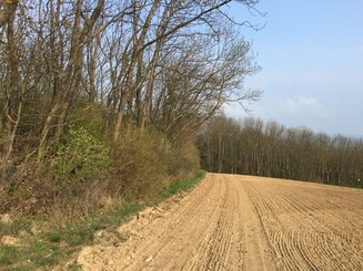 Artenarmer Acker in Kannawurf neben Heckenstreifen
