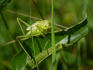 Eine Heuschrecke sitzt auf einer Pflanze