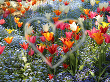 Blühende Tulpen auf Feld
