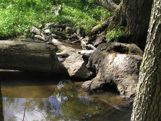 Biberspuren am Holz