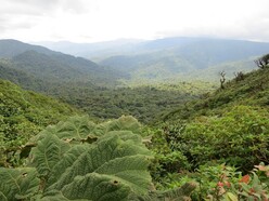 Regenwald in Costa Rica