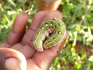 [Translate to English:] Grüne Raupe Madagaskar
