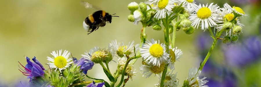 Hummel fliegt auf Blüten zu