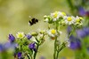 Hummel fliegt auf Blüten zu