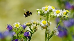 Hummel fliegt auf Blüten zu