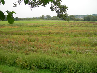Kiebitzwiese