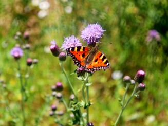 Schmetterling kleiner Fuchs sitzt mit ausgebreiteten Flügeln auf lila Blüte