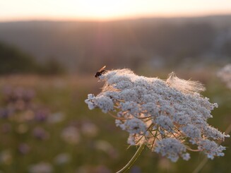 Weiße Blüten der wilden Möhre vor dem Hintergrund einer dicht bewachsenen Wildblumenwiese bei Sonnenaufgang