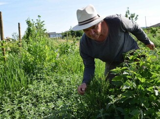 Mann steht in dicht bewachsenem Garten und schneidet Pflanzen