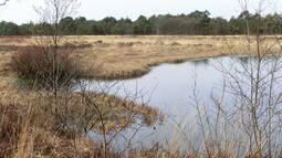 Blick ins Hamberger Moor in Niedersachsen