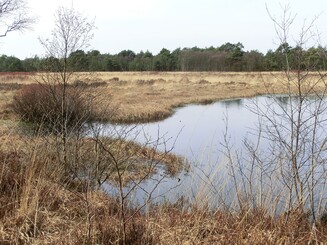 Blick ins Hamberger Moor in Niedersachsen