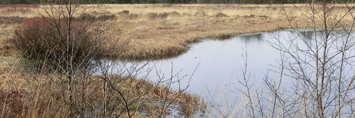 Blick ins Hamberger Moor in Niedersachsen