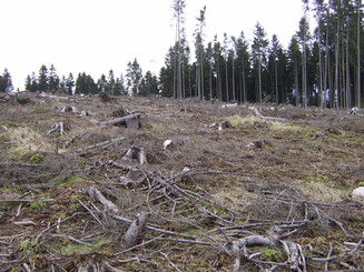 Abgeholzte Schneise durch den Wald