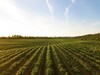 Großer Acker mit Monokultur erstreckt sich bis zum Horizont