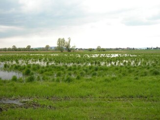 Kiebitzwiese in voller Pracht