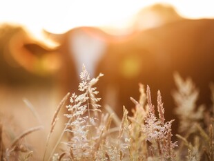 Kuh steht auf einer Weide bei Sonnenaufgang versteckt hinter Gräsern