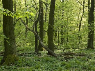 Wald hohe Schrecke 