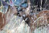  Zwei Rehe hinter Grashalmen