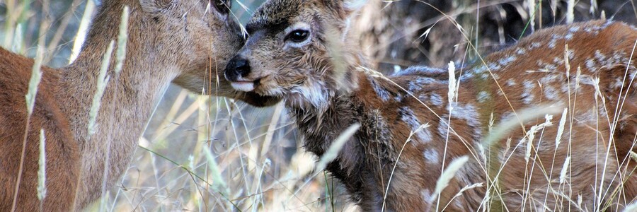  Zwei Rehe hinter Grashalmen