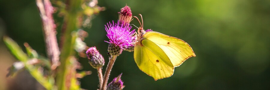 Zitronenfalter an lila Distelblüte