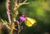 Zitronenfalter an lila Distelblüte